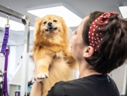 My Best Friend Dog Care