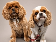 Petsland