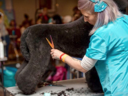 Back into the Ring. The Grooming Show dog grooming competition this weekend